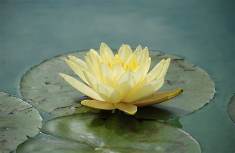 Yellow water lily on body of water photo HD wallpaper | Wallpaper Flare