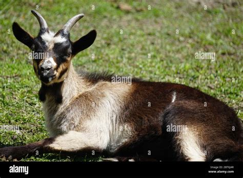 Goat Laying Down Hi Res Stock Photography And Images Alamy