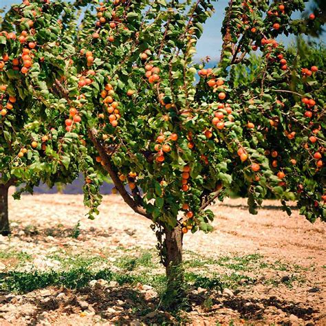 Blenheim Apricot Trees For Sale