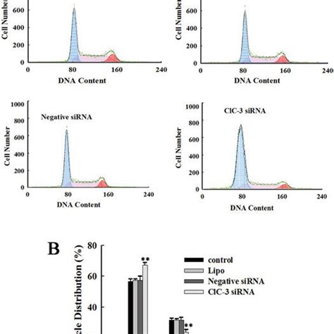 Arrest Of Cne 2z Cells At The G0g1 Phase By Clc 3 Sirna A Cell