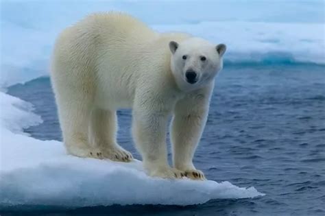 Mysterious polar bear-eating shark 'can live for 400 years - making it ...