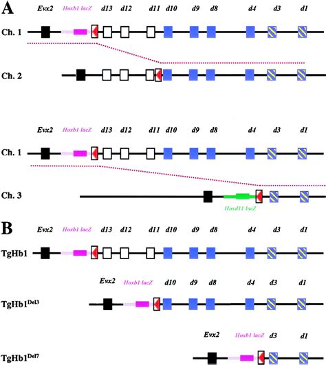 Mechanisms Of Hox Gene Colinearity Transposition Of The Anterior Hoxb1