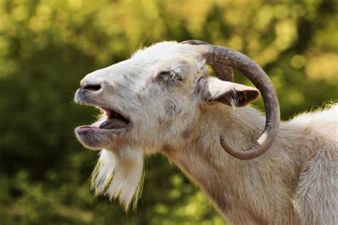 Angry Goat Banco De Fotos E Imágenes De Stock Istock