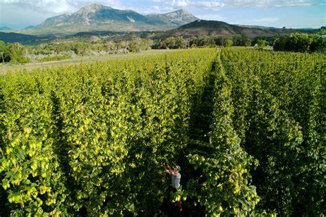 Hops farming grows slowly despite brewers' demand | Fox News