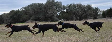 Birkline Dobermans Doberman Pinscher Puppies For Sale In Rock Island