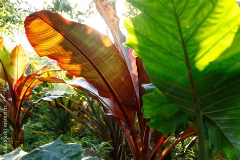 Stockfoto Red Abyssinian Banana Ensete Ventricosum Maurelii Planted In