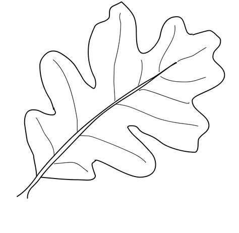 Oak Leaf Drawing Template at GetDrawings | Free download