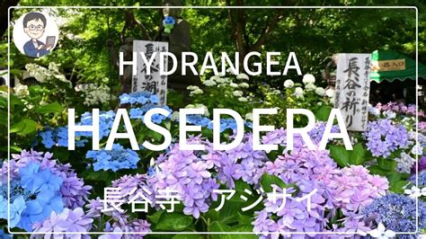 HYDRANGEAS IN HASE DERA 長谷寺のアジサイ YouTube