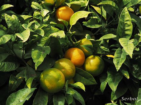 Cuidados Esenciales Para Tu Naranjo Dulce Citrus X Sinensis