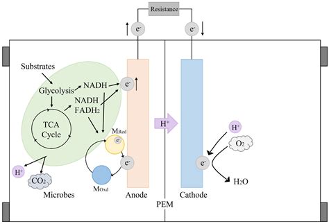 BioTech Free Full Text A Review Of Recent Advances In Microbial