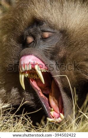 Gelada Baboon Yawning Stock Photo Edit Now 394502422 Shutterstock