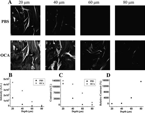 Two Photon Microscopy Of Human Skin Ex Vivo By Use Of Glycerol As