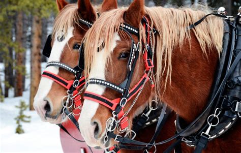 Winter Sleigh Ride in Breckenridge Colorado | Golden Horseshoe Sleigh Rides