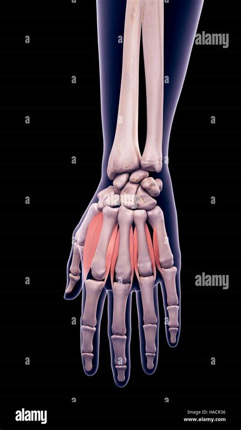 Músculos interóseos dorsales fotografías e imágenes de alta resolución