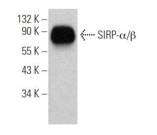 Anti Sirp Antibody A Scbt Santa Cruz Biotechnology