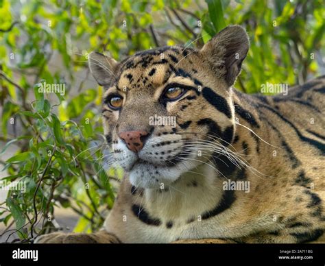 Clouded leopard teeth hi-res stock photography and images - Alamy