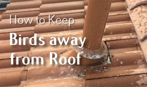 Simple Tricks On How To Keep Birds Away From Roof Roof Tips