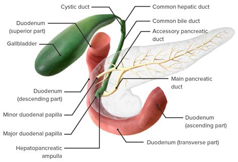 Development Of The Abdominal Organs Concise Medical Knowledge