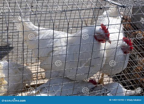 La Granja Av Cola Pollos Se Sienta En Jaulas Al Aire Libre Y Come La