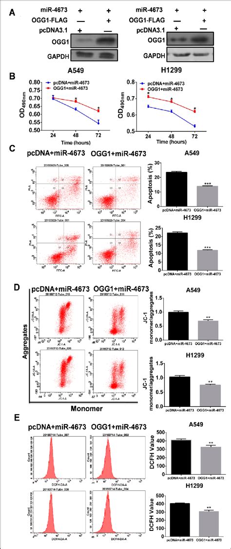 Enforced Expression Of Ogg Compromised Effects Of Mir In