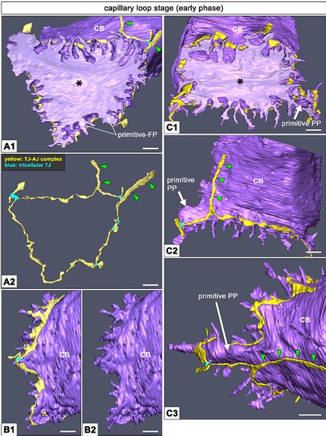 Morphological process of podocyte development revealed by block-face scanning electron ...