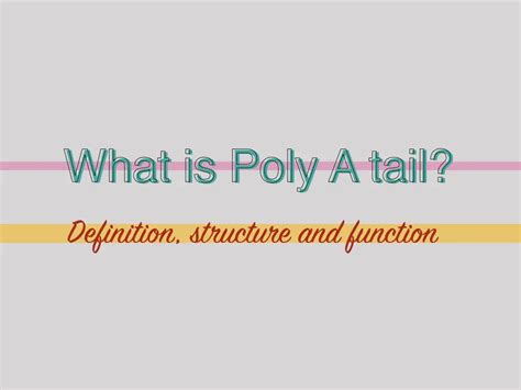 What is Poly-A tail?- Definition, Structure and Function – Genetic ...