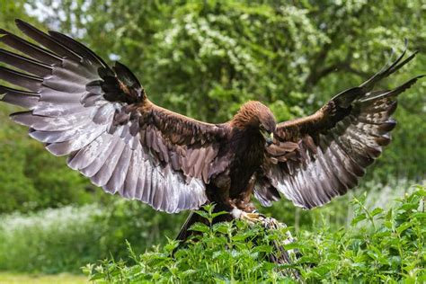 Top 42 Imagen Aguila En Peligro De Extincion Causas Abzlocal Mx