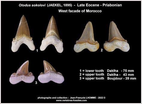 Otodus Sokolovi Shark References