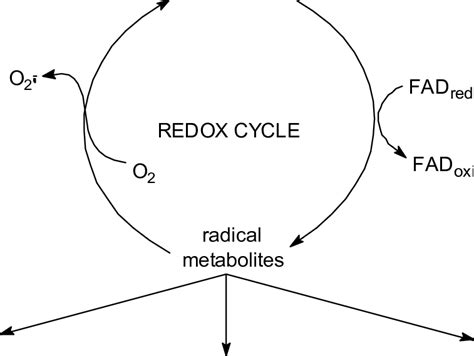 3-Redox cycling of xenobiotic compounds. Adapted from Di Giulio et al ... 