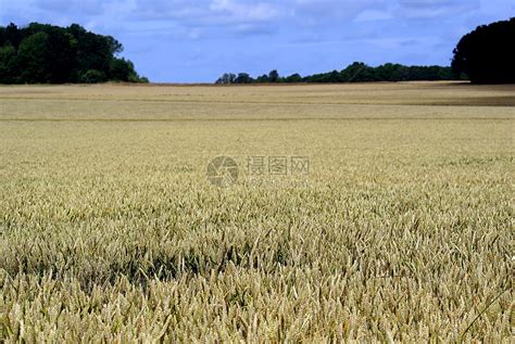 蓝色天空的小麦田收成生产烘烤稻草生长晴天小麦农场农田培育高清图片下载 正版图片320094643 摄图网