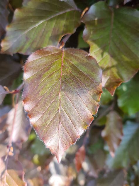 Braune Rotbuchenhecke Fagus Sylvatica Purpurea Oder Atropunicea