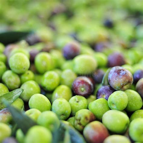 Harvesting Arbequina Olives In An Olive Grove In Catalonia Spain Stock