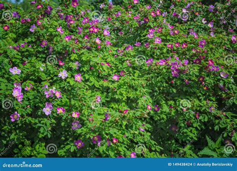 Ramos De Floresc Ncia Da Rosa Selvagem Em Um Fundo Borrado Flor Cor De