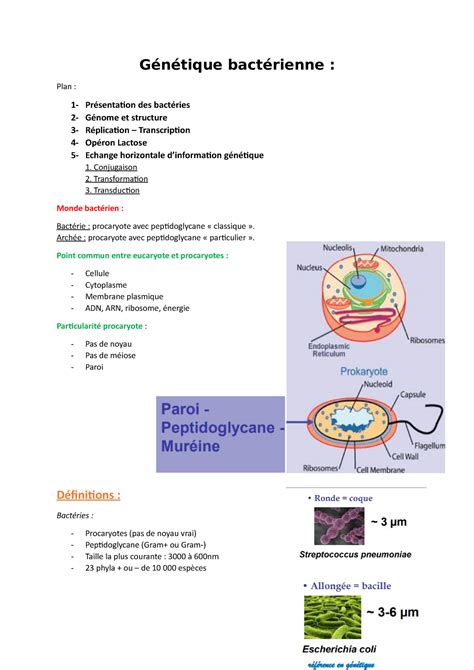 G N Tique Bact Rienne Adn Cours G N Tique Bact Rienne Plan