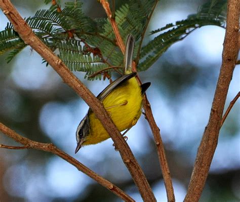 Foto Pula Pula Basileuterus Culicivorus Por Maria Juc Wiki Aves