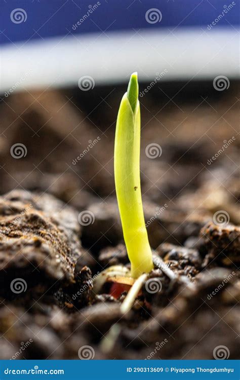 Características Germinativas Das Plantas De Milho Imagem de Stock