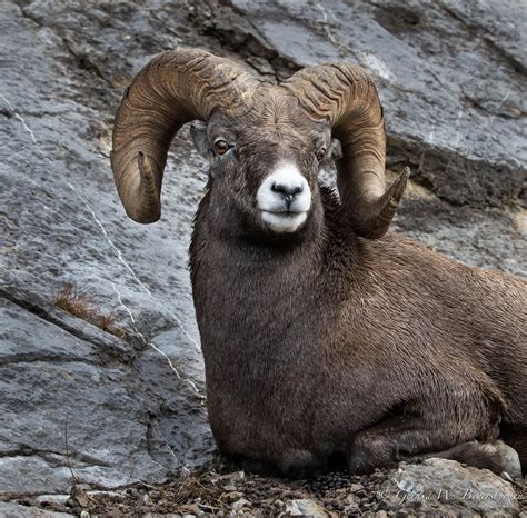 Rocky Mountain Bighorn Sheep Rocky Mountains Sheep Jasper National Park