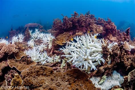 Great Barrier Reef Survey Confirms Catastrophic Bleaching This Year