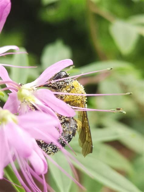 Bee Covered With Pollen Visiting Cleome Oznor Karen Hine Flickr