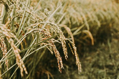 Ways Genetically Modified Rice Can Help Solve Hunger The Borgen Project