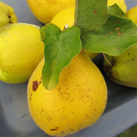 Orient Pear Pyrus Communis Orient Servescape