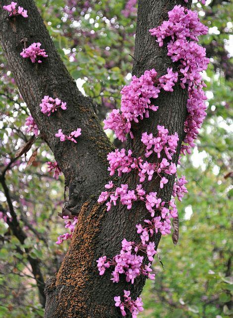 Cercis siliquastrum. | Judas tree, Pink flowering trees, Tree seeds