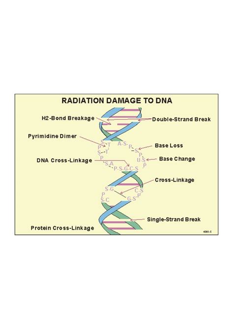 Radiation Damage to DNA Diagram Diagram | Quizlet