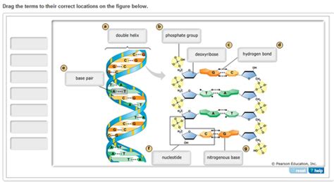 Mastering Biology Flashcards Quizlet