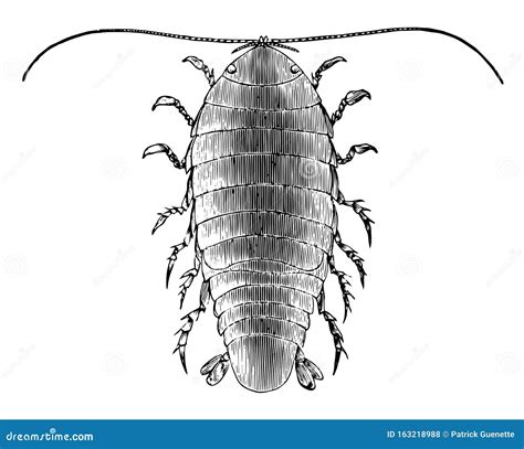 Speckled Sea Louse Vintage Illustration Stock Vector Illustration Of