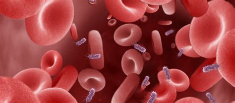 'Superbugs' study reveals complex picture of E. coli bloodstream ...