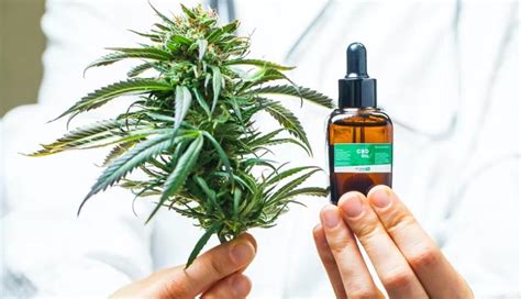 Quels Sont Les Effets Du Cbd