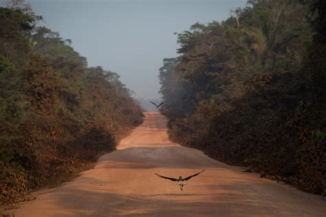 Nova fronteira agrícola na Amazônia ameaça terras protegidas