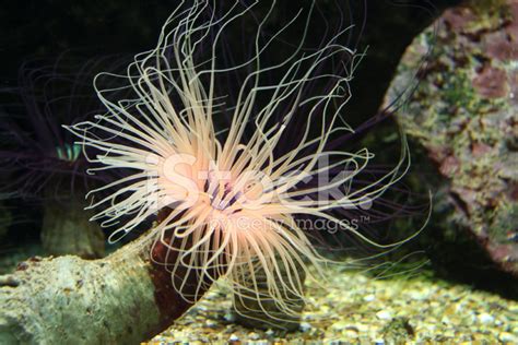 Sea Anemone Stock Photos - FreeImages.com