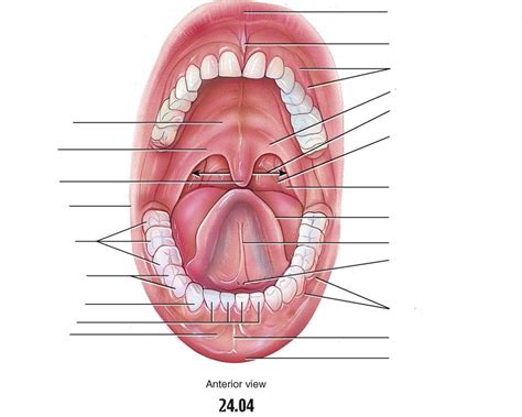 mouth Diagram | Quizlet